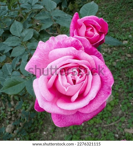 pink rose Flower closeup ,beauty in nature plants