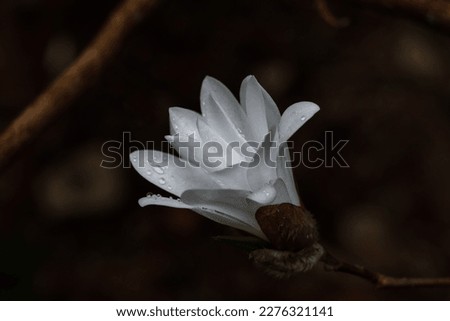 White magnolia flower with raindrops.