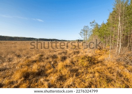 View of the marsh in the autumn, Leningrad region, Russia Royalty-Free Stock Photo #2276324799