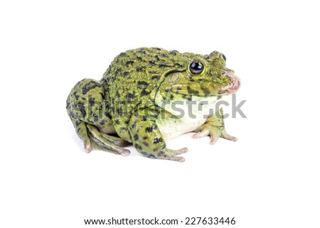 Frog isolated on white background.
