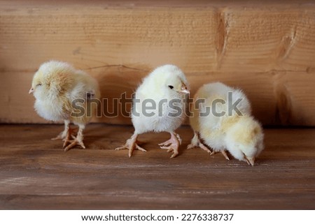 Llittle cute baby chiks on wooden background