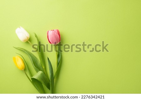 Mother's Day concept. Top view photo of pink yellow and white tulips on isolated light green background with copyspace Royalty-Free Stock Photo #2276342421