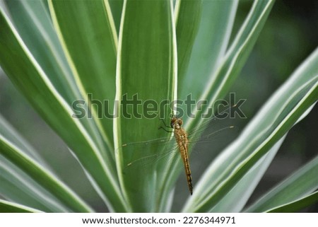 a dragon fly resting on Yucca plant