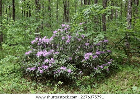Rhododendron ponticum, Ericaceae. Wild plant shot in spring. Royalty-Free Stock Photo #2276375791