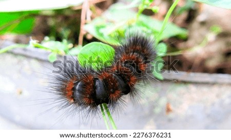 a black hairy caterpillar is crawling on leaves vine