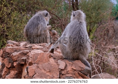 two monkeys with infant sitting on a rock in Tsavo National Park in Kenya