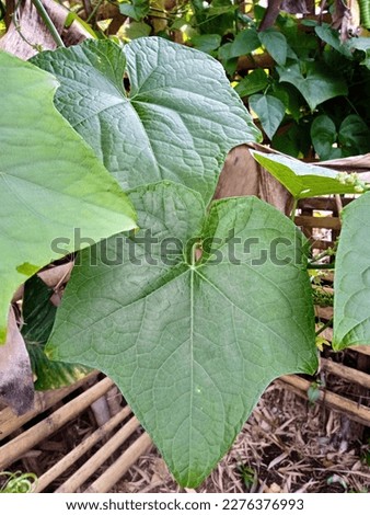 Siamese pumpkin leaves are usually used as vegetables and can be eaten raw or processed into various types of dishes such as stir-fries, soups, or lalap. Siamese pumpkin leaves are also known to conta