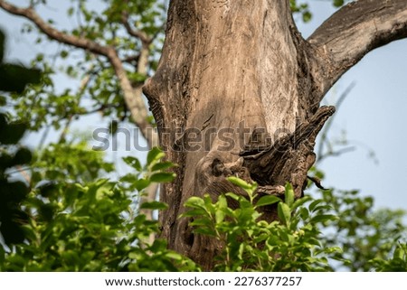 Brown fish owl or Bubo zeylonensis or Ketupa zeylonensis camouflage in nest or hollow or hole on tree trunk in safari at chuka ecotourism spot pilibhit national park tiger reserve uttar pradesh india