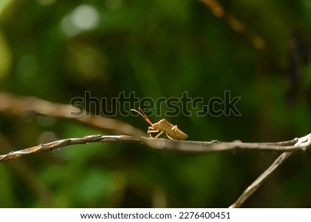 stink bug, which walks on dry twigs