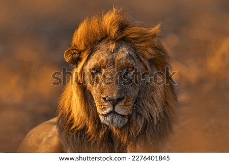 Africa lion, male. Botswana wildlife. Lion, fire burned destroyed savannah. Animal in fire burnt place, lion lying in the black ash and cinders, Savuti, Chobe NP in Botswana. Hot season in Africa.    Royalty-Free Stock Photo #2276401845