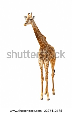 Giraffe walking isolated on white background.