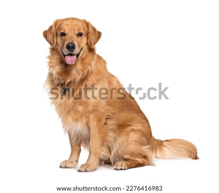 Happy sitting and panting Golden retriever dog looking at camera, Isolated on white Royalty-Free Stock Photo #2276416983