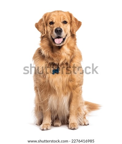 Happy sitting and panting Golden retriever dog looking at camera, Isolated on white Royalty-Free Stock Photo #2276416985