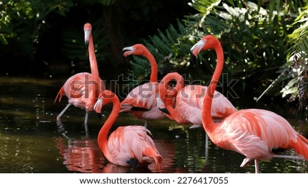 Flamingos wading in the nearby pond at Sarasota Jungle Gardens. The gardens contain over 10 acres of botanical plantings along with bird and animal shows Royalty-Free Stock Photo #2276417055