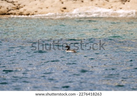 Shoreline scenery along the beaches of Puerto Madryn, Argentina