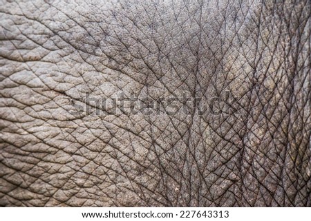 Elephant skin Texture  background