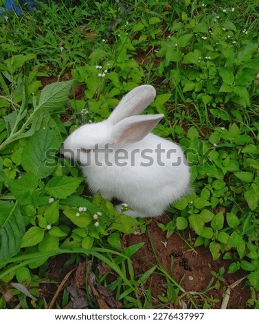 Lampung, Indonesia - march 17, 2023: the white rabbit was eating the grass growing in the yard, Lampung Province, Indonesia on march 17, 2023 