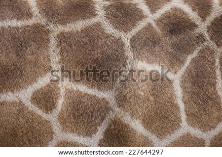 Giraffe patterned background