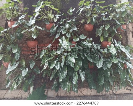 There are various types of plants and pots that used. there were thirteen plants pinned to the wall. Some of them have a unique shape and are used as decoration to add character to the craft.