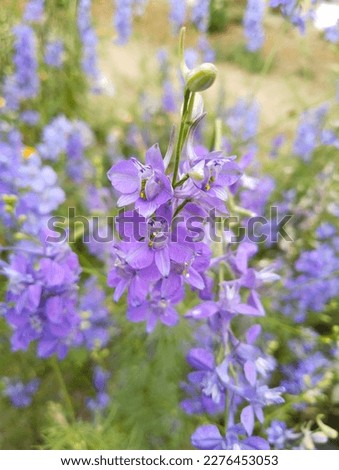 small purple colour flower bunch 