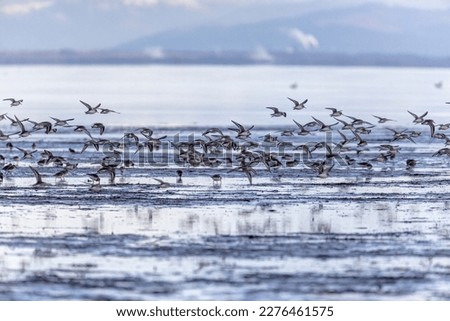 flock of dunlins flying over a sea beach, Delta, BC, Canada