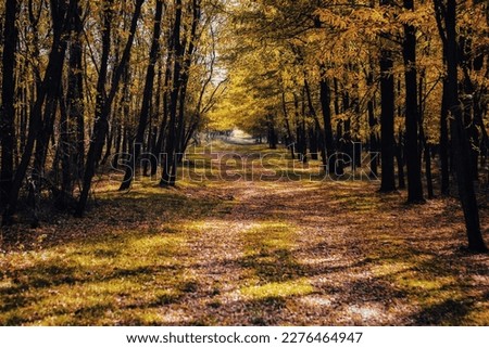 A tranquil autumn scene of a sunlit forest with vibrant leaf growth along the footpath, demonstrating natures beautiful bounty.