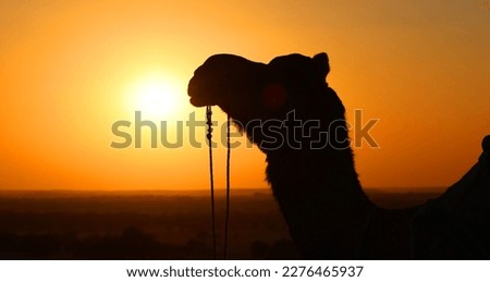 Camel silhouette in the Thar desert at sunset Jaisalmer. Rajasthan. India