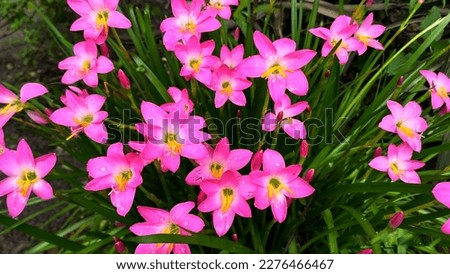Pink rain lilies look very beautiful in the garden.