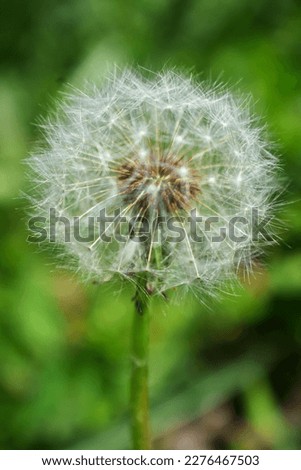 Beautiful picture of a dandelion 