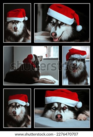 Siberian Husky dog. Pictures of a husky dog wearing a red santa hat with black background.