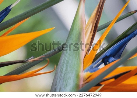 Close-up of Strelitzia reginae, known as Crane flower or Bird of paradise