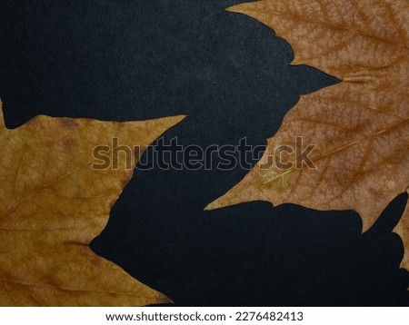 Yellow plane leaves. Plane leaves arranged over a black background. Saturated colors. Open composition.