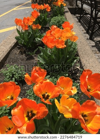Close-up of orange tulips blooming on Broadway Malls, a concrete street median with benches on Broadway in Upper Manhattan, New York City Royalty-Free Stock Photo #2276484719