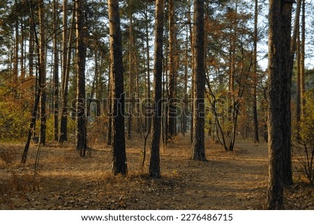 Trunks of pine trees in the autumn forest in the light of the evening sun at sunset
