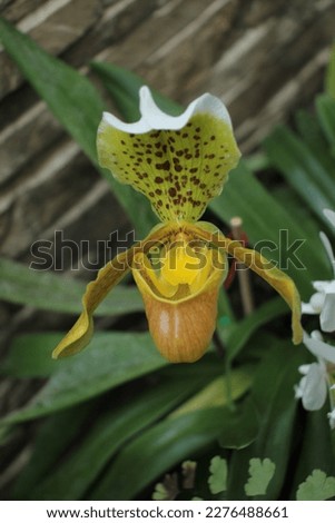 Color of Cypripedium orchid in nature 