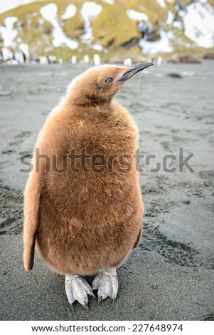 Little baby penguin with brown feathers