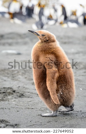Little baby penguin with brown feathers