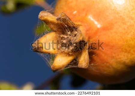 side view of a pomegranate covered with spider webs