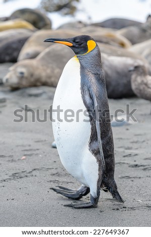 CLose view of a cute penguin in ANtarctica
