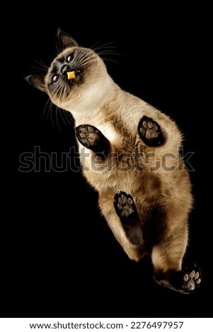 A very beautiful Siamese cat and her treat. Bottom view on a black background.