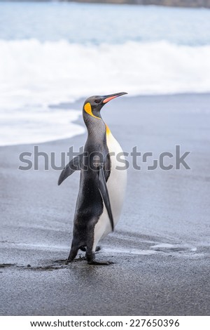 CLose view of a cute penguin in ANtarctica