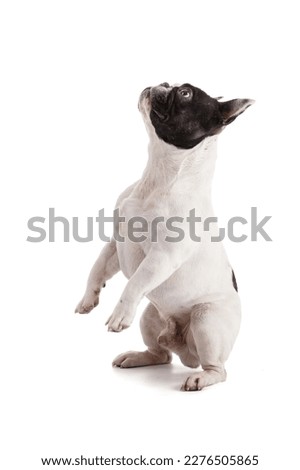 French bulldog look up on a white background Royalty-Free Stock Photo #2276505865