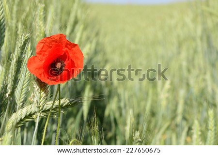 Classic Polish countryside, fields, meadows, lakes, hills, ponds, windmills, poppies, lavender.