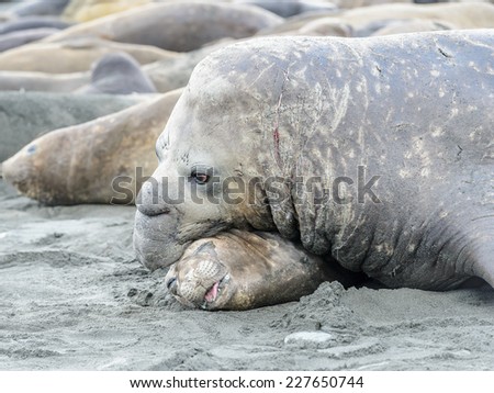 Big Seal on the coast in South Georgia