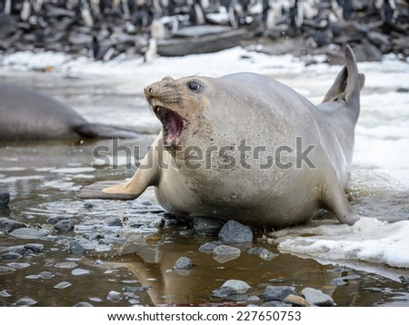 Seal screams in South Georgia