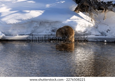 Beavers swimming, playing and munching on branches in the ice and snow in the Grand Tetons