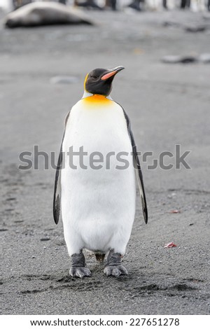 Portrait of a penguin on the South Pole