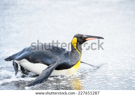 Penguin swims in the Antarctica