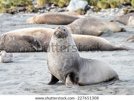 Big Seal on the coast in South Georgia