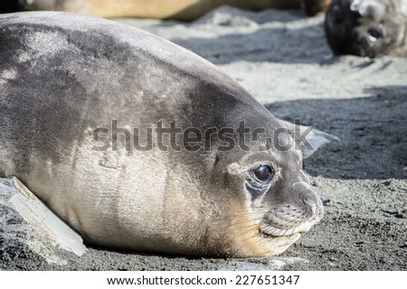 Seal close view in South Georgia